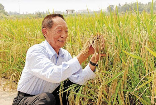 袁隆平华南双季稻亩产量破世界纪录 年亩产3075斤