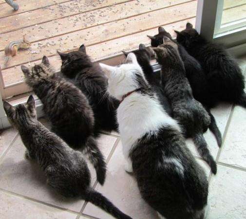 南宁有人养了8只猫，臭气熏天! 邻居叫苦不迭