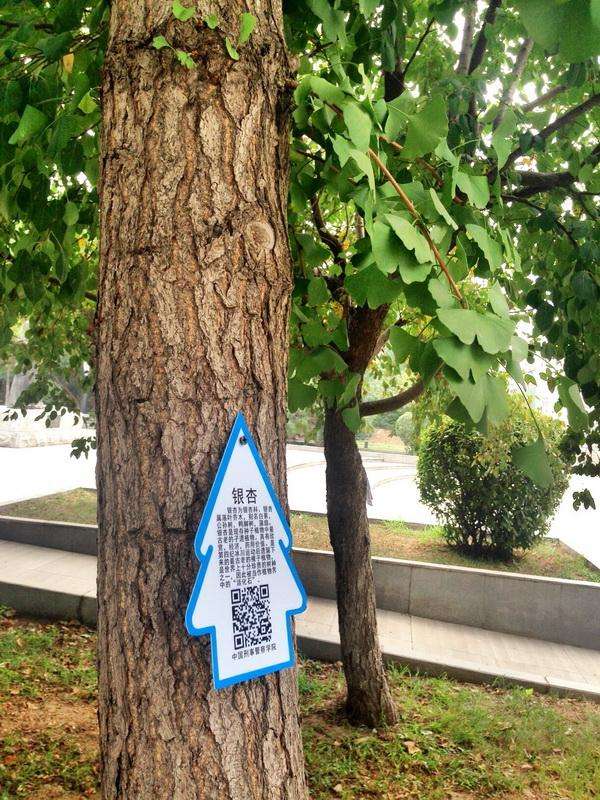 南宁人民公园的树木新添名牌，扫一扫就能了解它们的“名字” 
