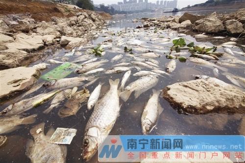 广西南宁葫芦鼎大桥旁现百米死鱼带续 环保：正在调查