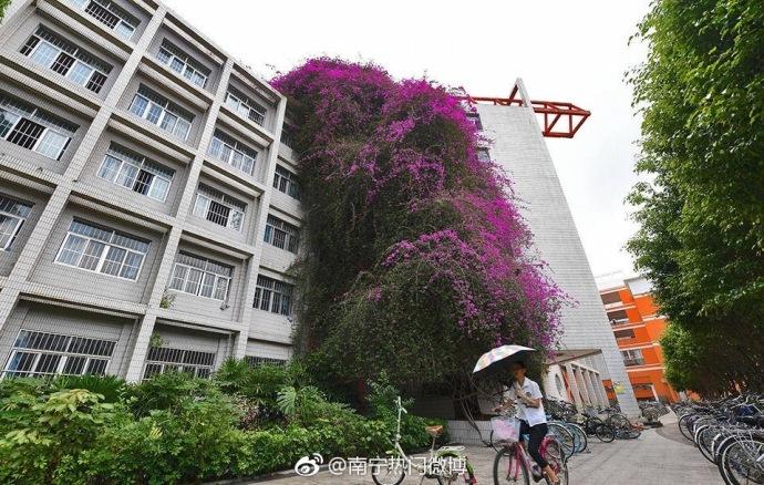 广西大学现巨型鲜花瀑布爬满5层楼，18年长30米高