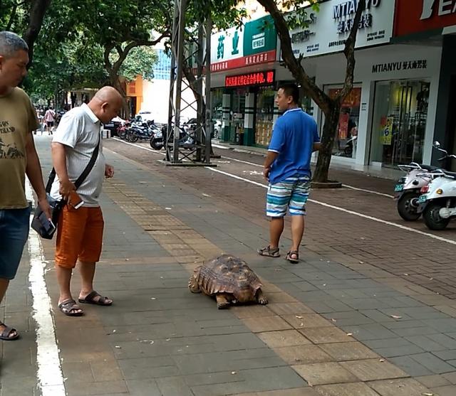 一只大乌龟在南宁街道上散步 日本有溜龟老人，南宁也有溜龟人了！