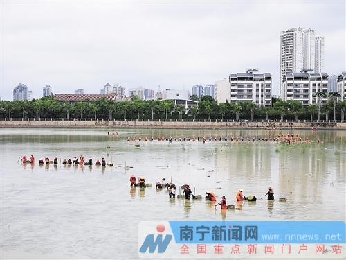 广西南宁：水清岸绿鱼游景美 南湖公园颜值提升