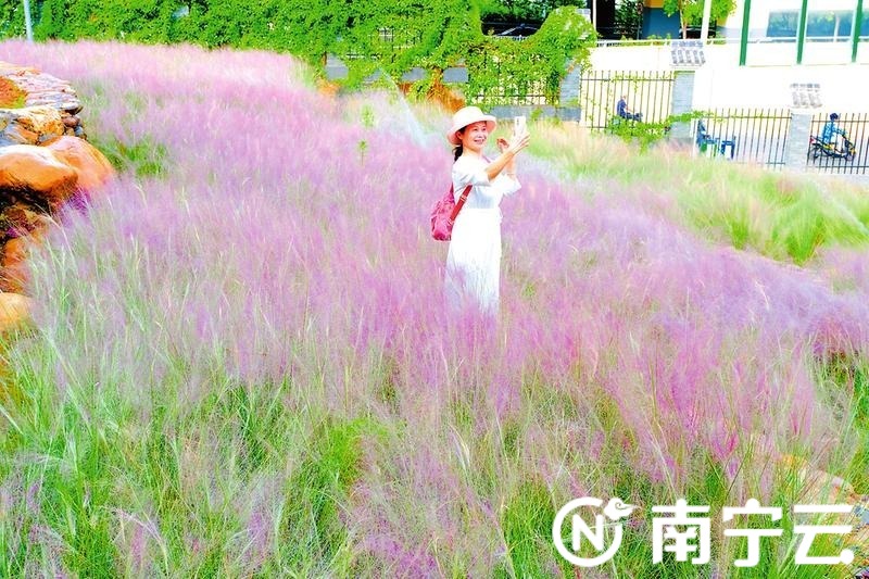 “粉色浪漫”醉游人，广西南宁“网红”植物粉黛乱子草进入最佳观赏期！